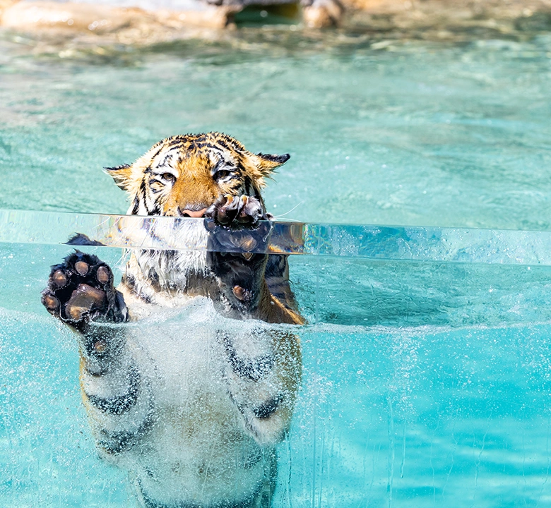 Dreamworld-tiger-island