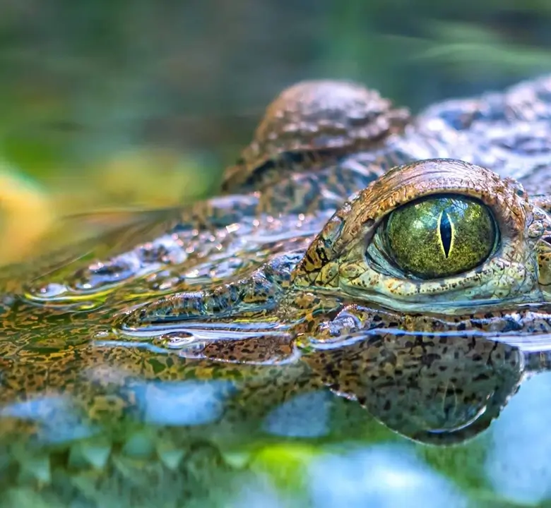 Burleigh-restaurant-fine-dining-dish